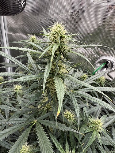 Growreport Bild 6