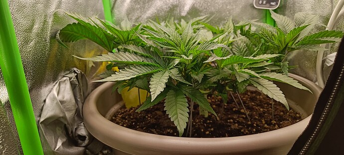 Growreport Bild 3