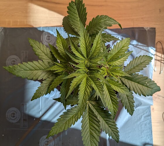 PXL_20250411_072302127.MP~2