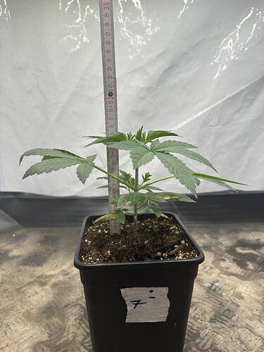 Growreport Bild 15