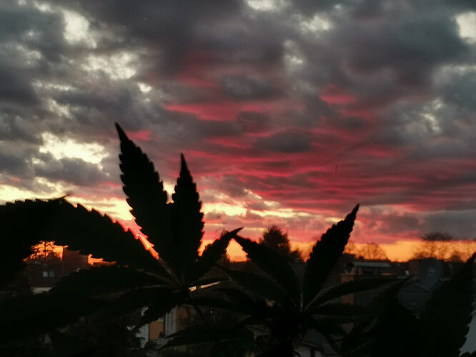Hanf Sonnenuntergang