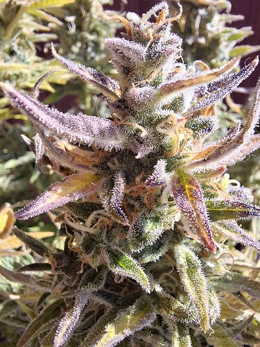 Growreport Bild 2