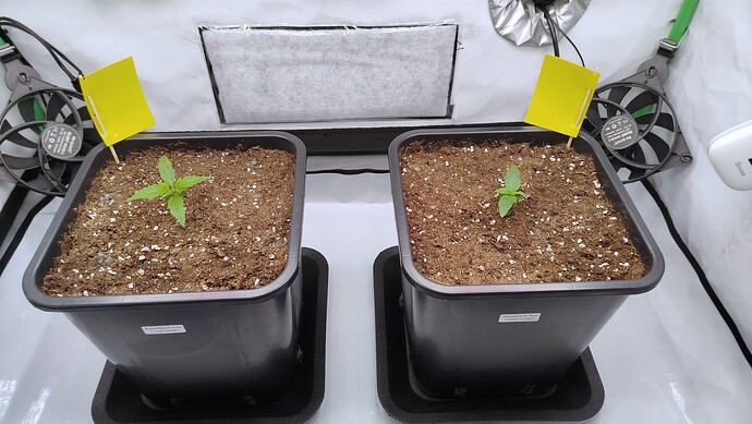 Zwei junge Cannabis-Sämlinge in quadratischen Töpfen in einem Growzelt, jeweils mit einer gelben Klebefalle versehen.