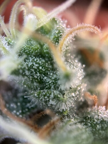 Growreport Bild 98