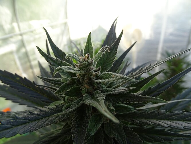 Growreport Bild 12