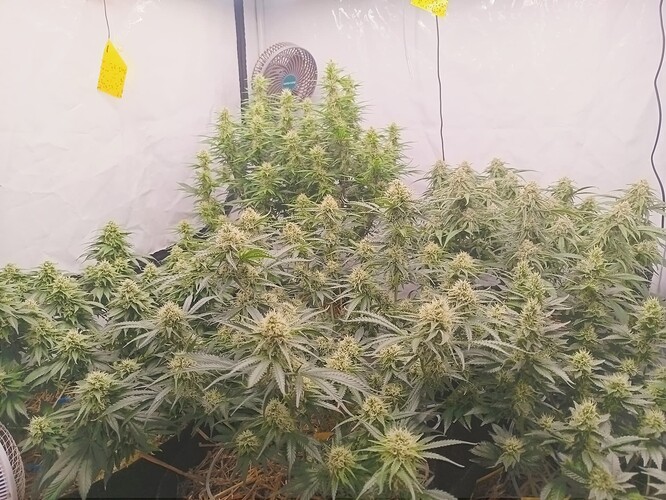 Growreport Bild 1