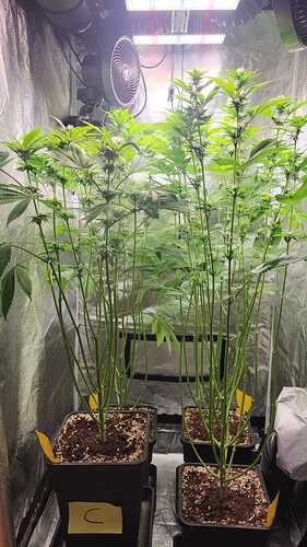 Zwei Cannabispflanzen in einem Growzelt während der Blütephase.