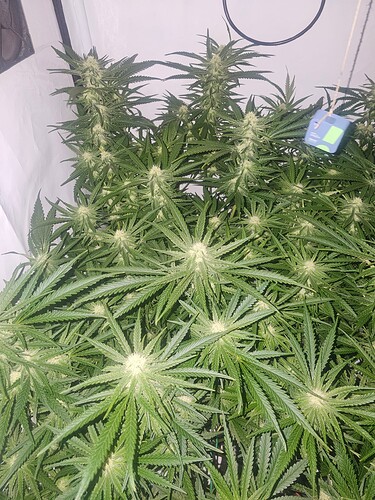 Growreport Bild 12