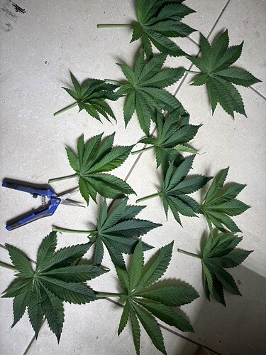 Growreport Bild 39