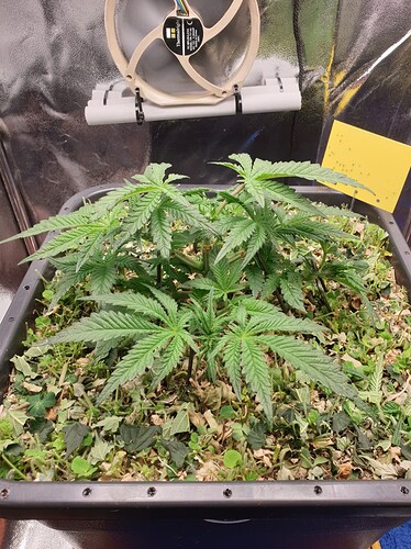 Ayahuasca Purple_1  08.12.2024