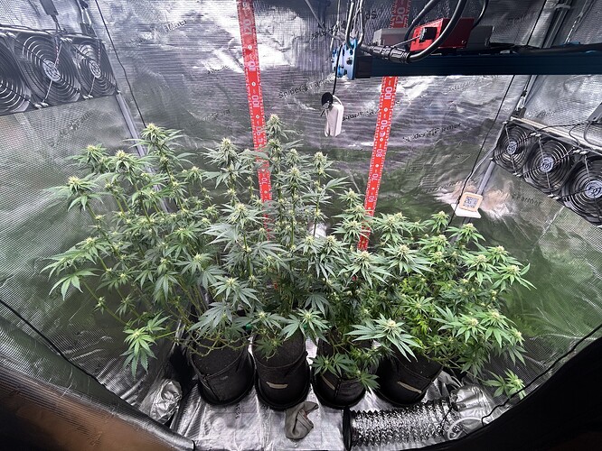 Vier Cannabis-Pflanzen in einem Growzelt während der Blütephase, umgeben von technischem Equipment.