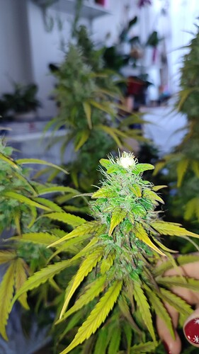 Growreport Bild 4