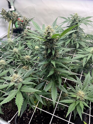 Growreport Bild 49
