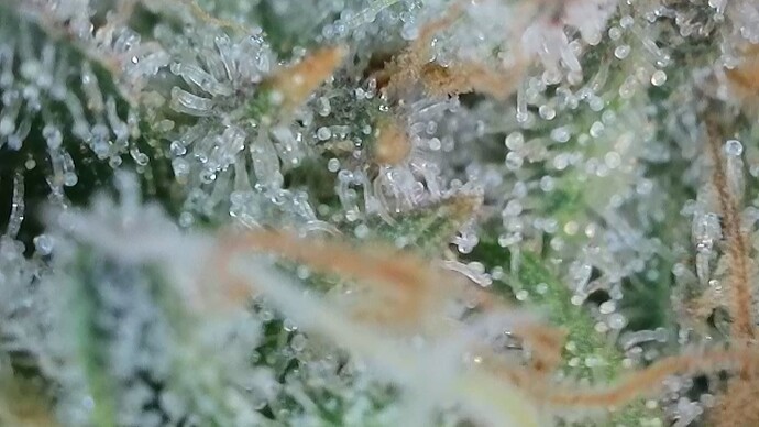 Growreport Bild 29