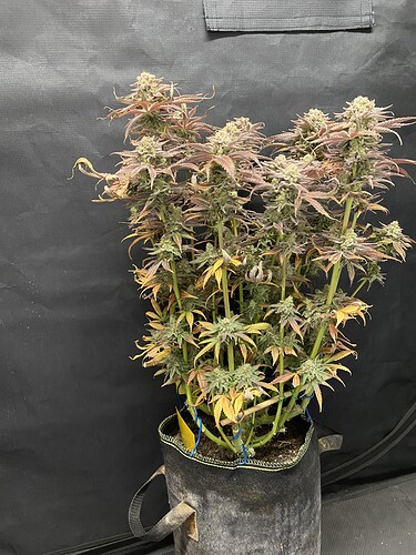 Growreport Bild 1