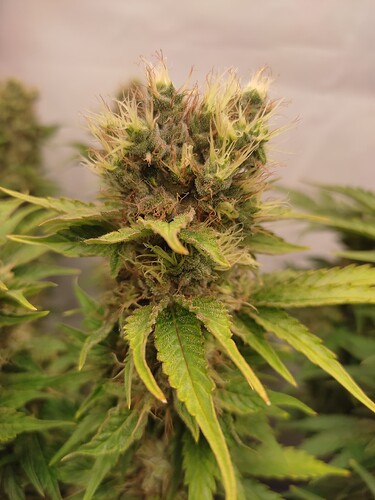 Growreport Bild 32