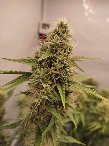 Growreport Bild 7