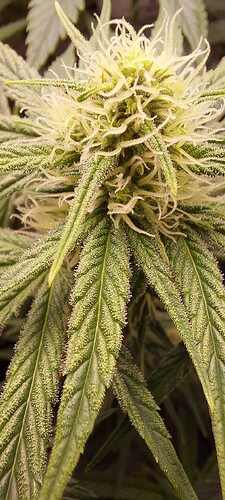 Growreport Bild 3