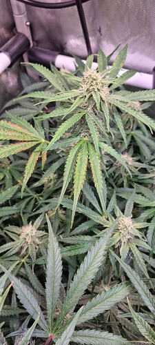 Growreport Bild 34