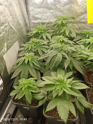 Growreport Bild 10