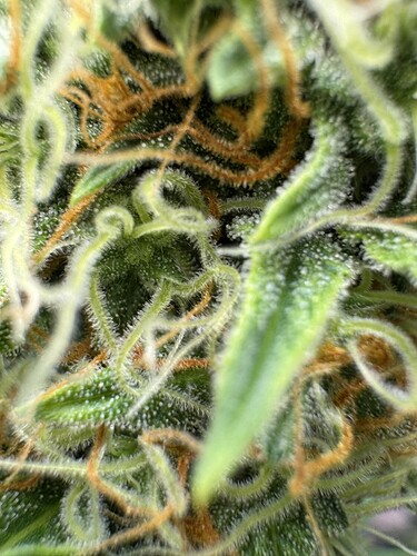 Growreport Bild 14