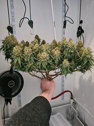 Growreport Bild 8