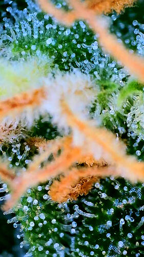 Nahaufnahme von Cannabis-Trichomen auf einem Blütenblatt mit orangefarbenen Stigmen.