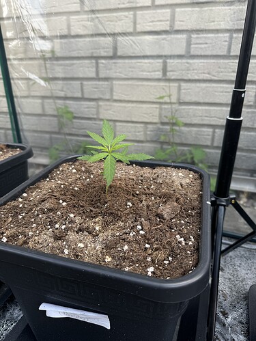 Growreport Bild 3