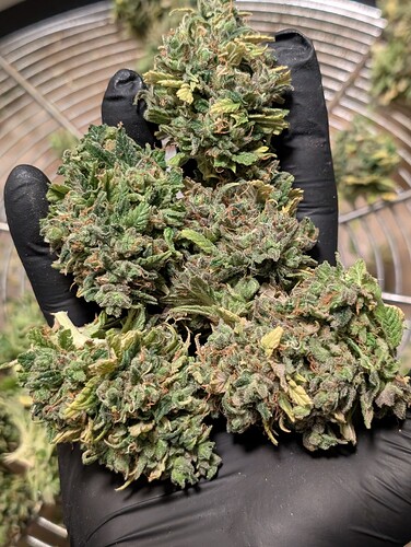 Growreport Bild 12