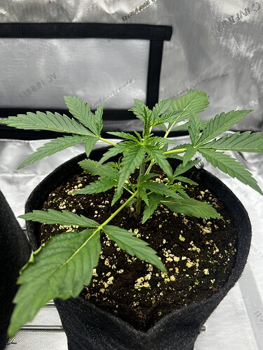 Growreport Bild 9