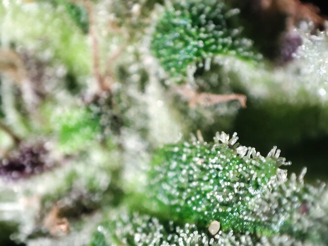 Growreport Bild 56
