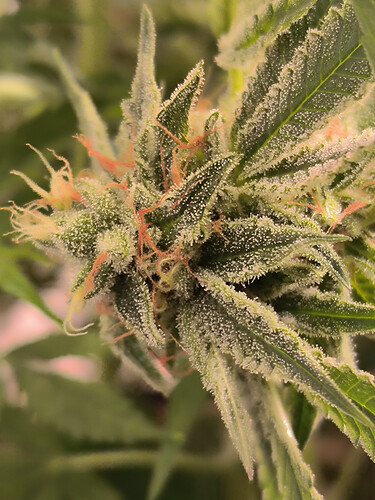Growreport Bild 7