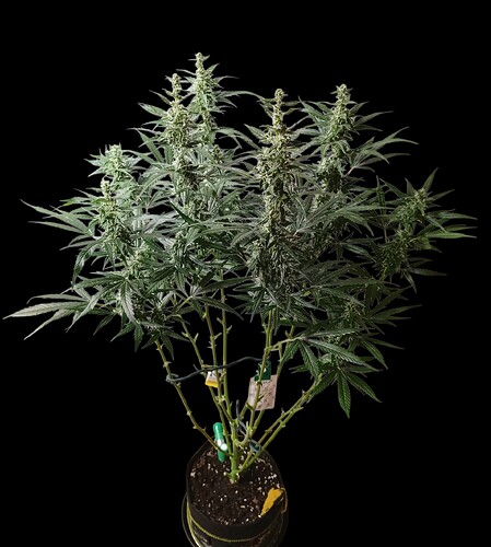 Growreport Bild 16
