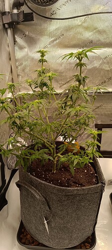 Growreport Bild 7