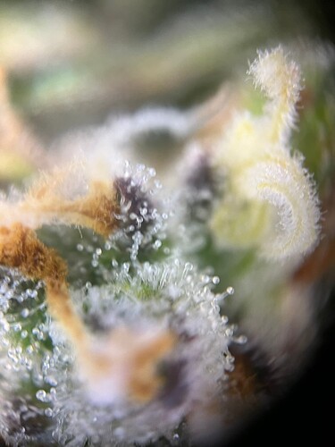 Headbud 12.01 Tag 77