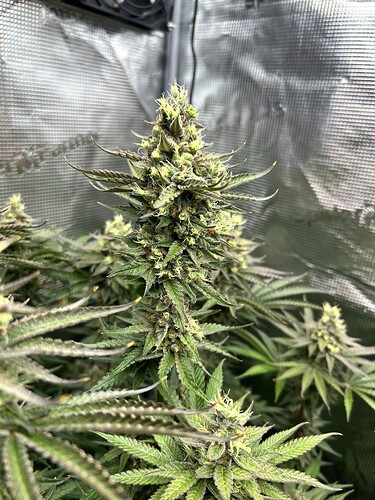 Nahaufnahme eines blühenden Cannabis-Buds in einer Growbox.