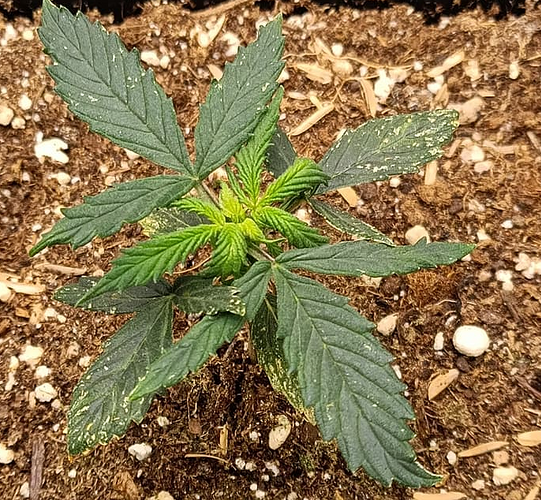 Screenshot 2025-11-11 at 17-34-14 16 Colas im 40x40 Kasten Vol. 2 ca_hempy 🍋 - Growreports - Forum Cannabisanbauen.net