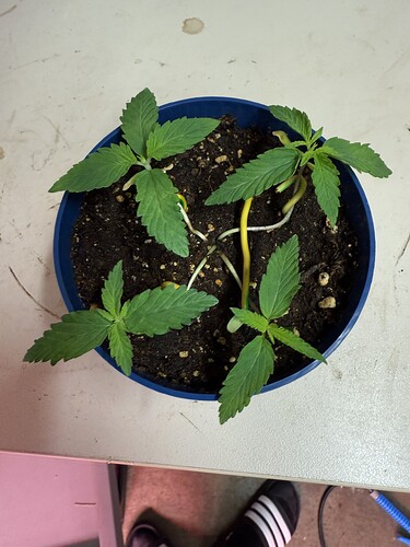 Growreport Bild 8