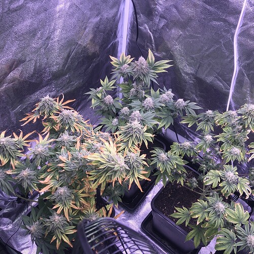 Growreport Bild 11
