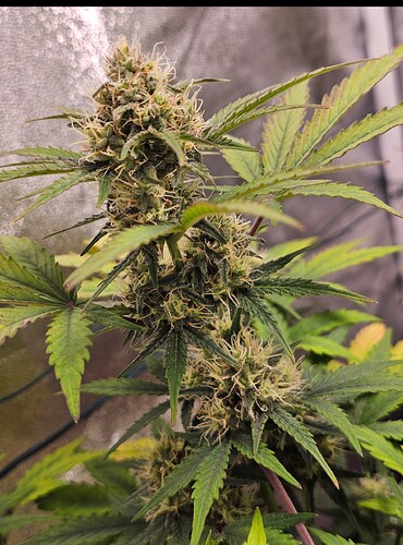 Growreport Bild 6