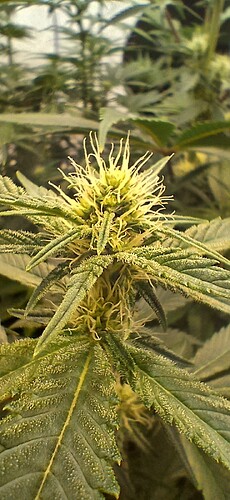 Growreport Bild 1