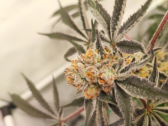 Growreport Bild 3