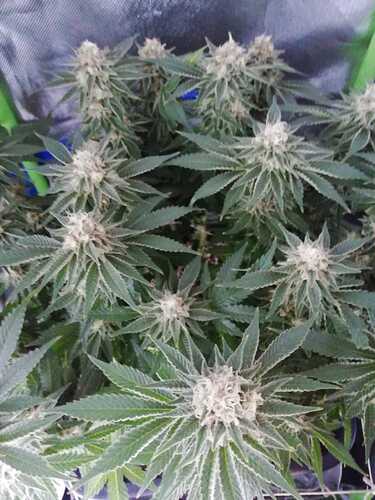 Growreport Bild 3