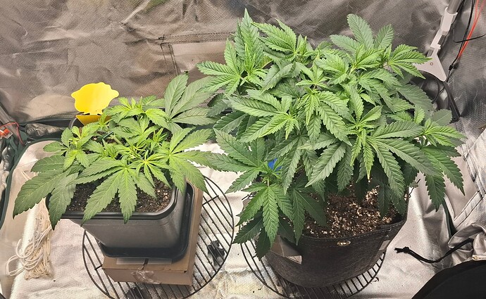 Growreport Bild 4