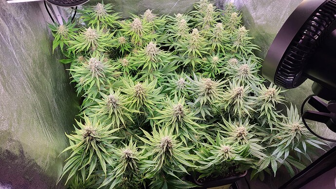 Growreport Bild 3