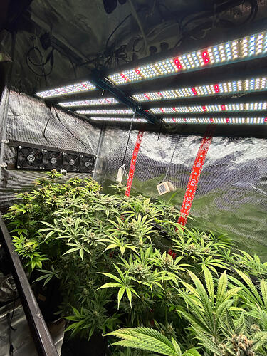 Innenansicht eines Grow-Zeltes mit mehreren blühenden Cannabis-Pflanzen unter einer LED-Beleuchtung.