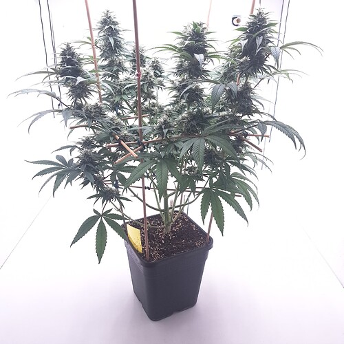 Growreport Bild 17
