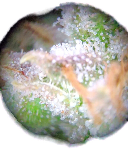 Growreport Bild 24