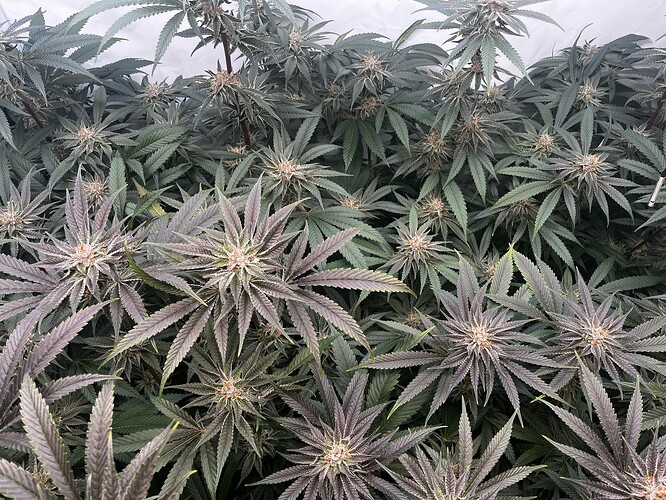 Growreport Bild 1