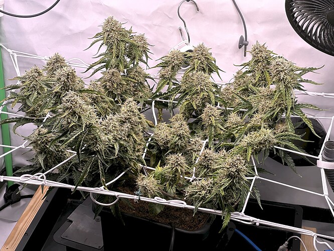 Growreport Bild 1